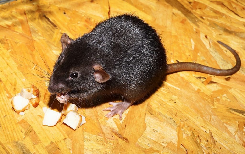 rat removal in atlanta