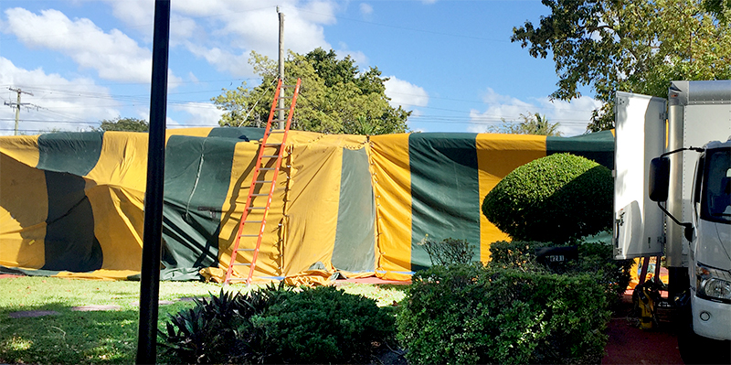 termite-tent